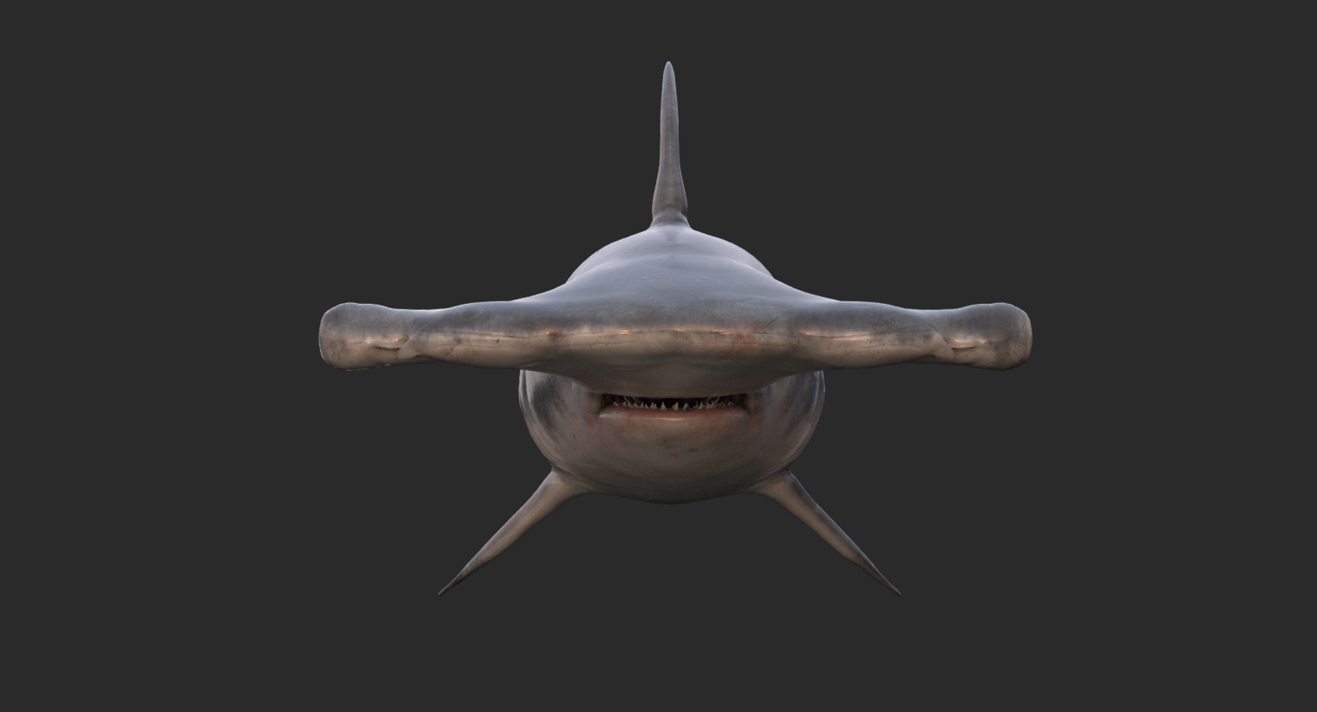Realistic Hammerhead Shark 3d Model