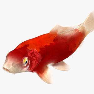 Japanese Carp Fish Rigged L1841 3D model