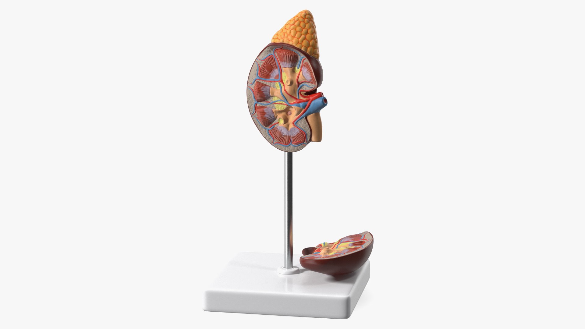 Kidney Anatomical Model 3D model preview