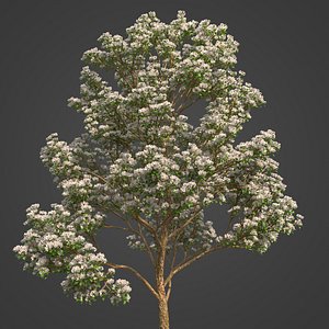 3D 2021 PBR Sour Cherry Collection - Prunus Cerasus model