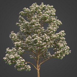2021 PBR Sour Cherry Collection - Prunus Cerasus