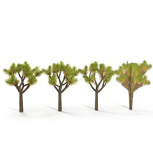 3D Joshua Tree Low Poly model