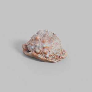 Photoscanned Seashell