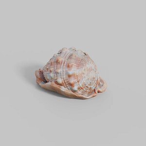 Photoscanned Seashell
