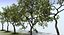 Apple Tree Set