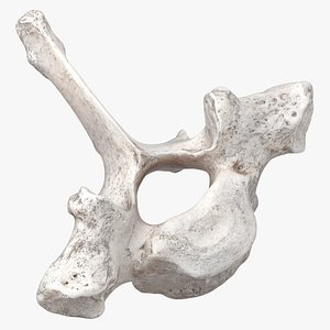 Bear Ursus Thoracic Vertebrae T1 3D model