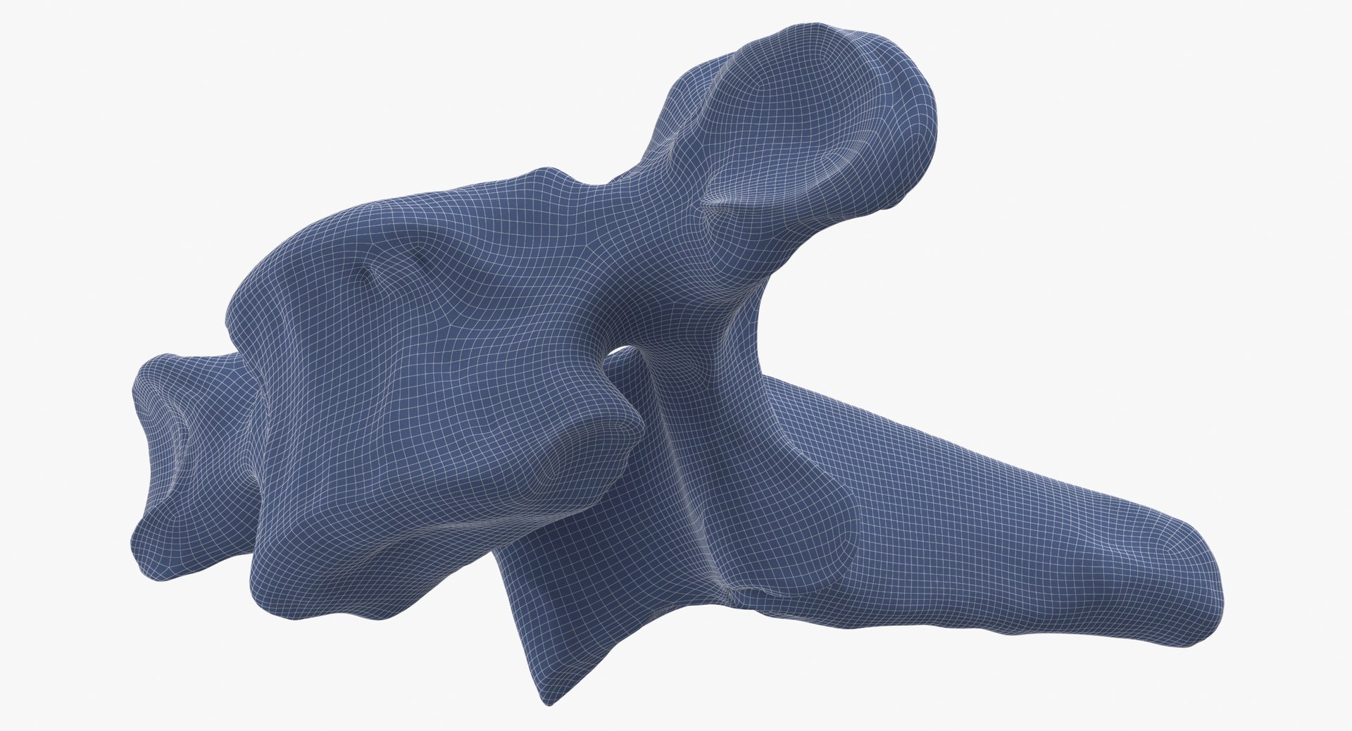 Bear Ursus Thoracic Vertebrae T1 3D Model - TurboSquid 2127907