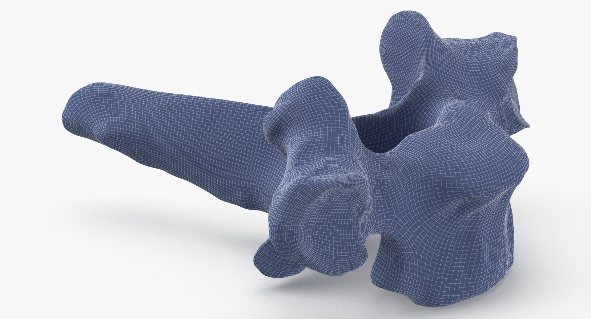 Bear Ursus Thoracic Vertebrae T1 3D Model - TurboSquid 2127907