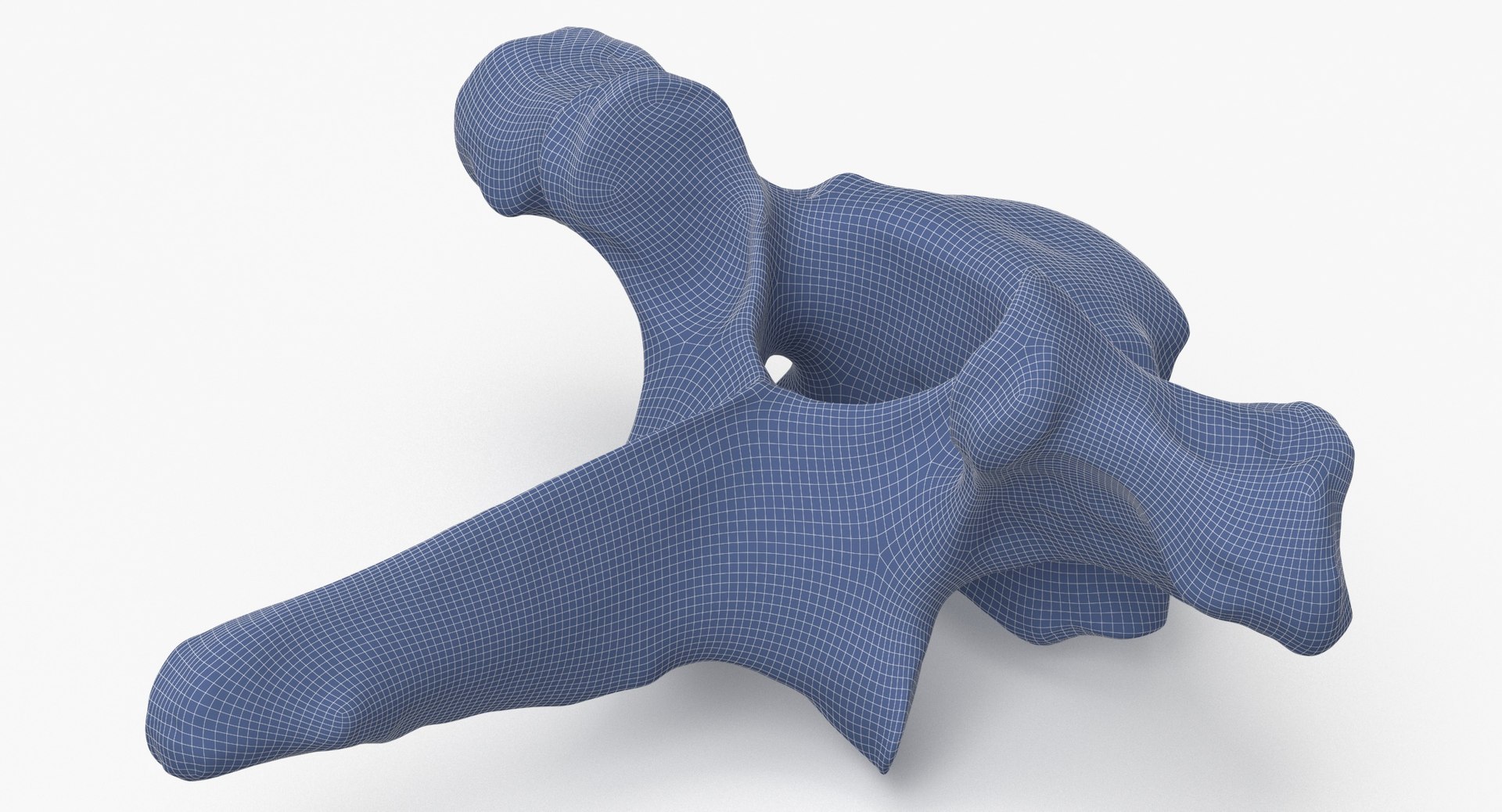 Bear Ursus Thoracic Vertebrae T1 3D Model - TurboSquid 2127907