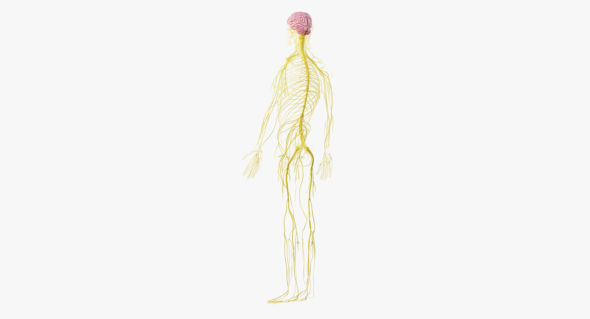 male anatomy blender rigged model https://p.turbosquid.com/ts-thumb/C7/ruzxNj/5l7A5i7L/anatomy_nerves05/png/1580216862/1920x1080/fit_q87/96c9c3952ec689d2ac72cef5a2fbaff8f3b1548b/anatomy_nerves05.jpg