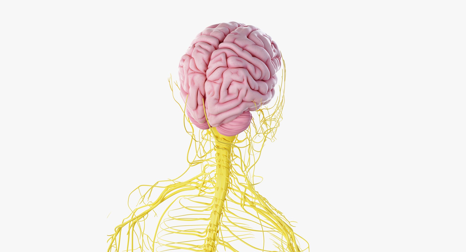 male anatomy blender rigged model https://p.turbosquid.com/ts-thumb/C7/ruzxNj/AngHsAI5/anatomy_nerves06/png/1580216862/1920x1080/fit_q87/5b12ff6ff79a5988ecdc078f0ede0ce5e17e2bfc/anatomy_nerves06.jpg