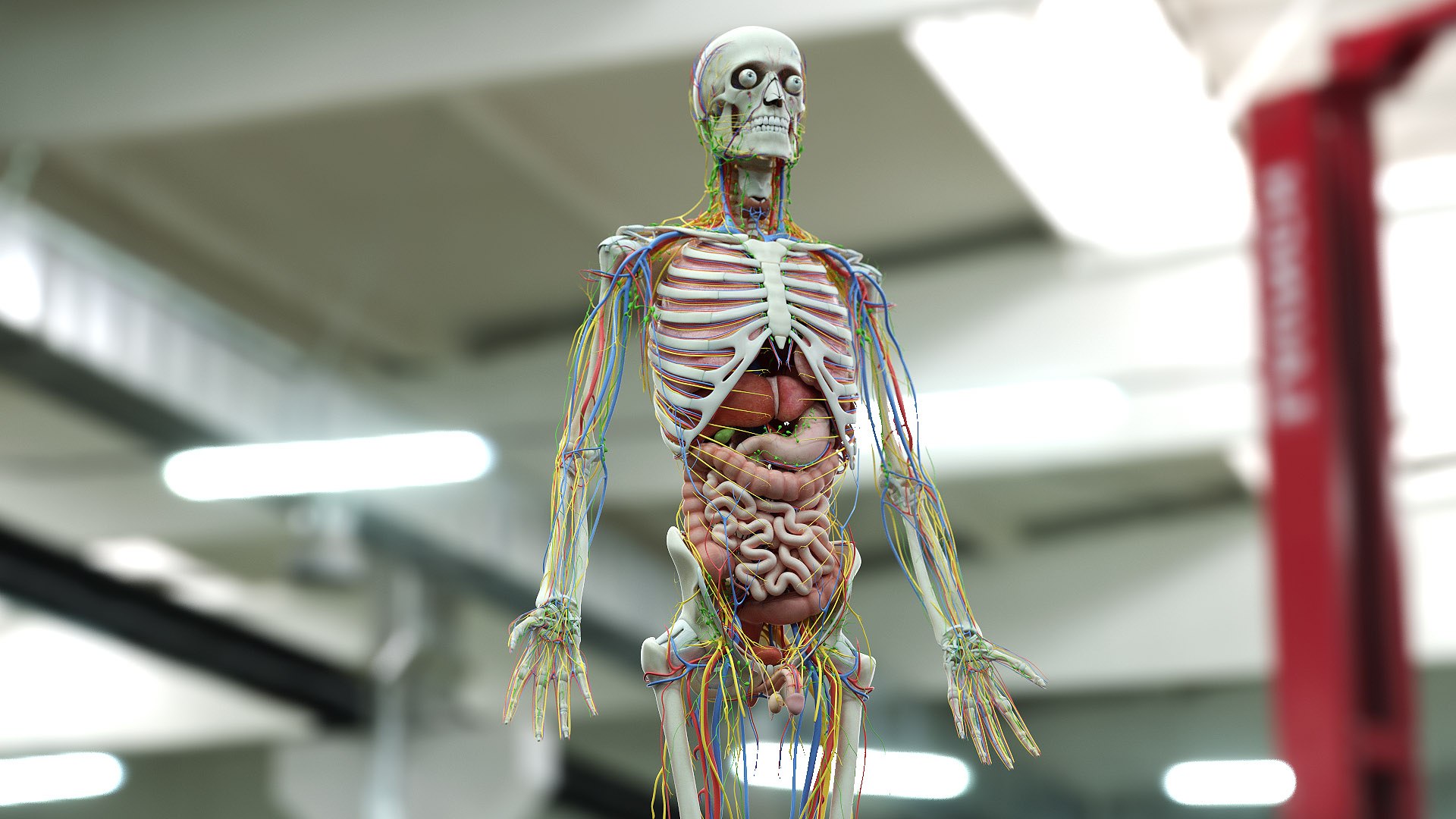 male anatomy blender rigged model https://p.turbosquid.com/ts-thumb/C7/ruzxNj/HJmshUVW/male_08_c/jpg/1596120140/1920x1080/fit_q87/d7eeb0e2f7d1f98eeeda51b2327ddf882d64e55a/male_08_c.jpg