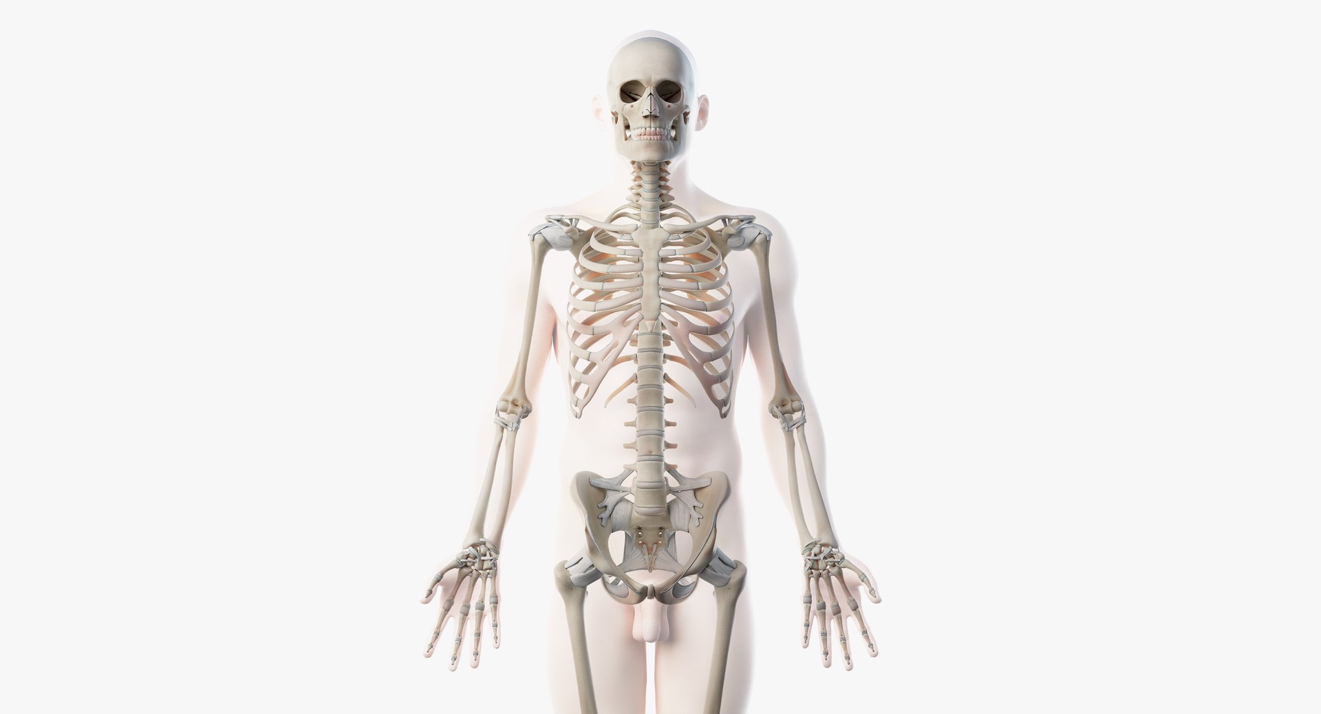 male anatomy blender rigged model https://p.turbosquid.com/ts-thumb/C7/ruzxNj/Ptb4KjZd/skeleton02/png/1580216709/1920x1080/fit_q87/3b0003eaed8e1f417504346fe7dc2e3c418c01cb/skeleton02.jpg