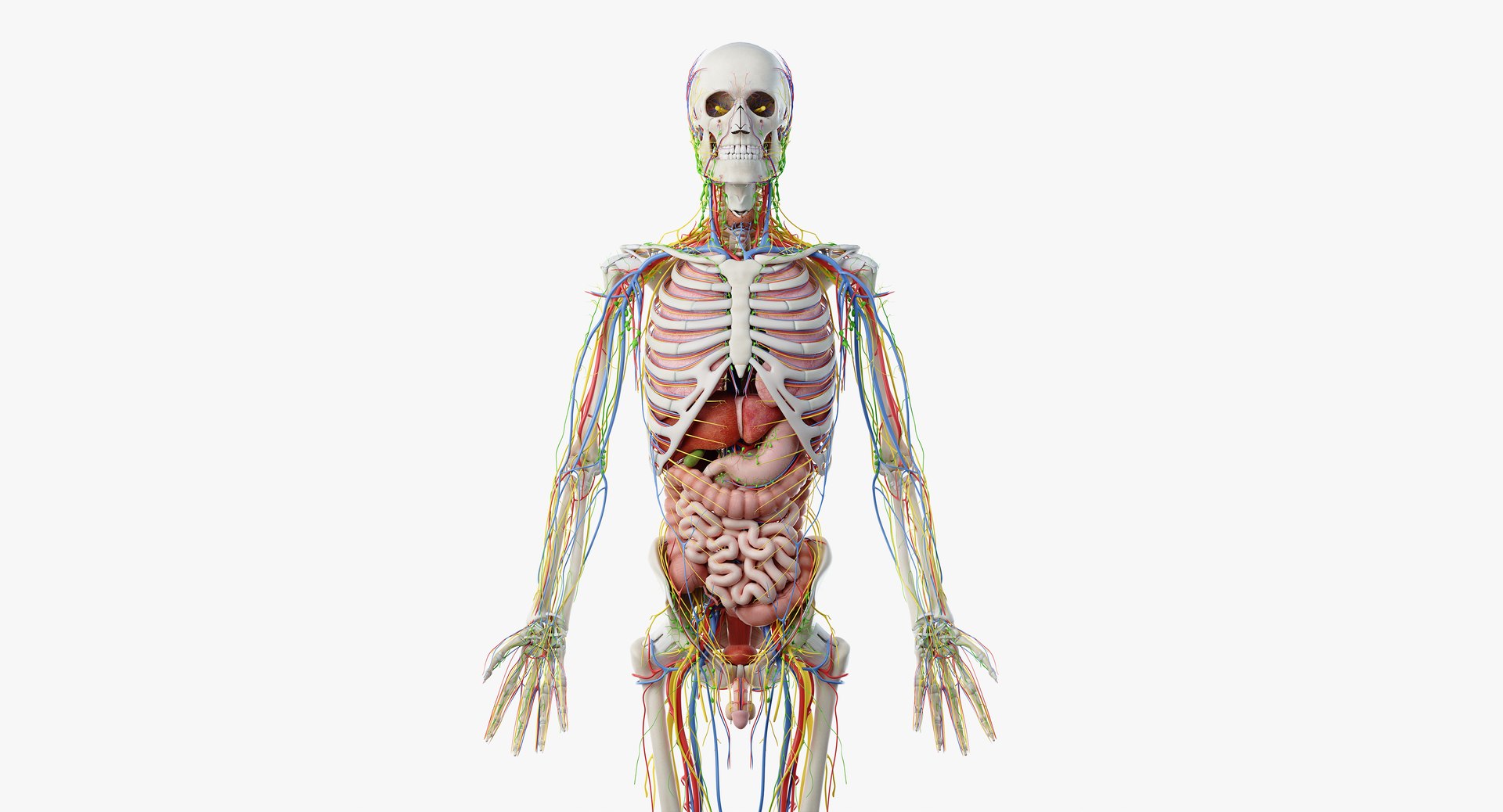 male anatomy blender rigged model https://p.turbosquid.com/ts-thumb/C7/ruzxNj/QRGklNlu/anatomy_all_b2/png/1580216700/1920x1080/fit_q87/b3443f380c46199dd2060d1e338520165ee3bb98/anatomy_all_b2.jpg