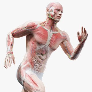 male anatomy blender rigged model