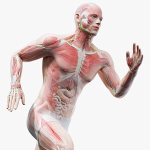 Full Male Anatomy Blender Rigged