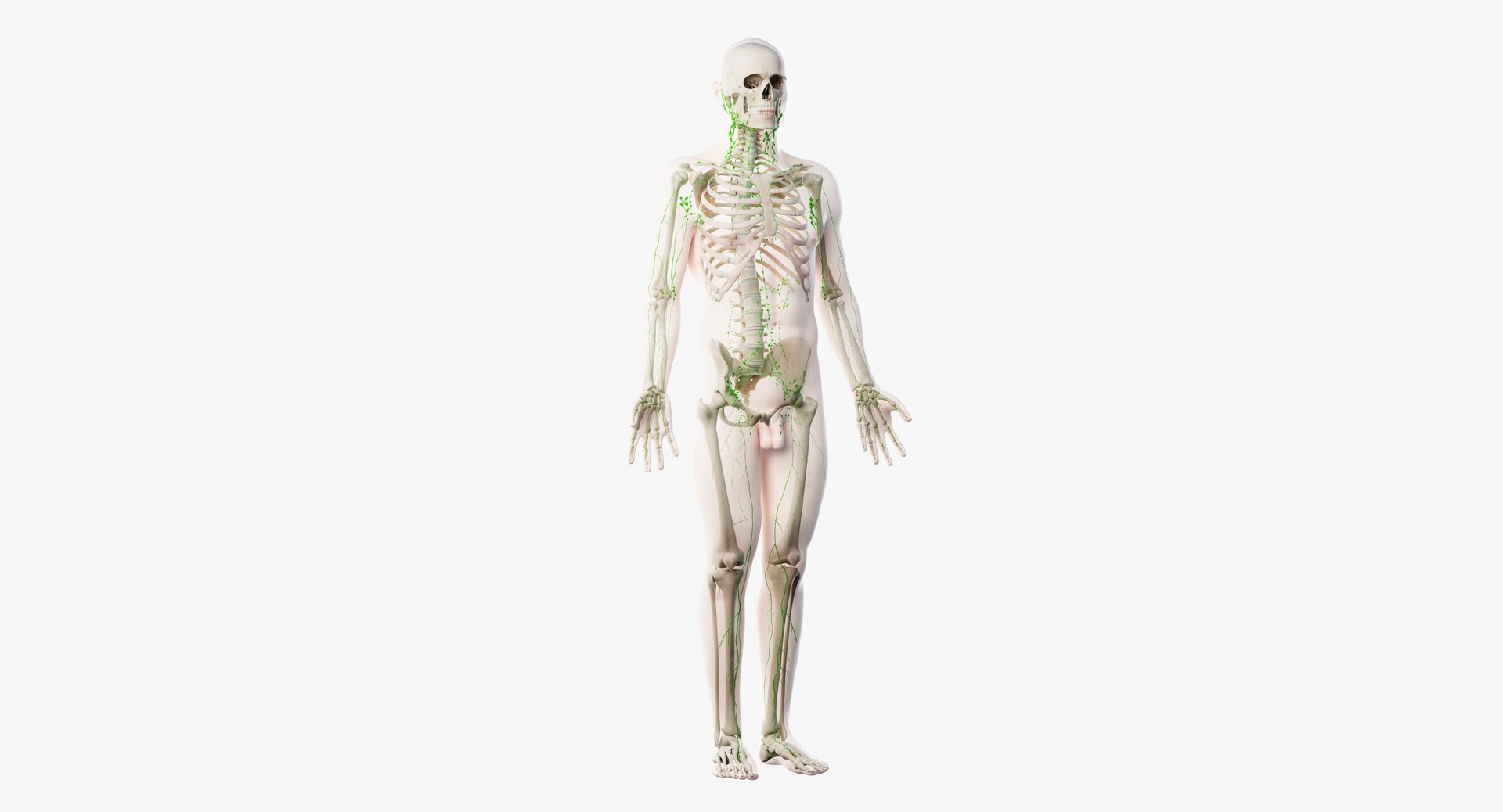 male anatomy blender rigged model https://p.turbosquid.com/ts-thumb/C7/ruzxNj/YIyWhe3s/lymphatic01/png/1580217338/1920x1080/fit_q87/eee7207443c3d8cf9785561c85383cff66769197/lymphatic01.jpg