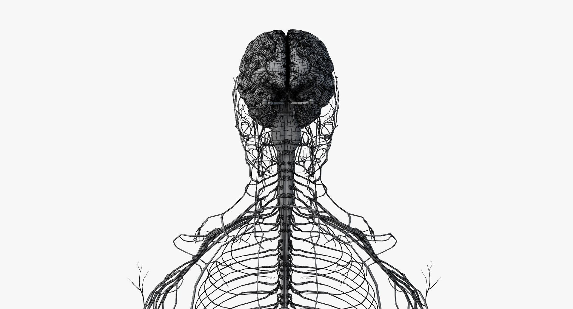 male anatomy blender rigged model https://p.turbosquid.com/ts-thumb/C7/ruzxNj/kbbbLT0N/wire_all_nerves0000/png/1580217791/1920x1080/fit_q87/ab525ef47a1b1f0d375c84de28d6292a0dffaa0b/wire_all_nerves0000.jpg