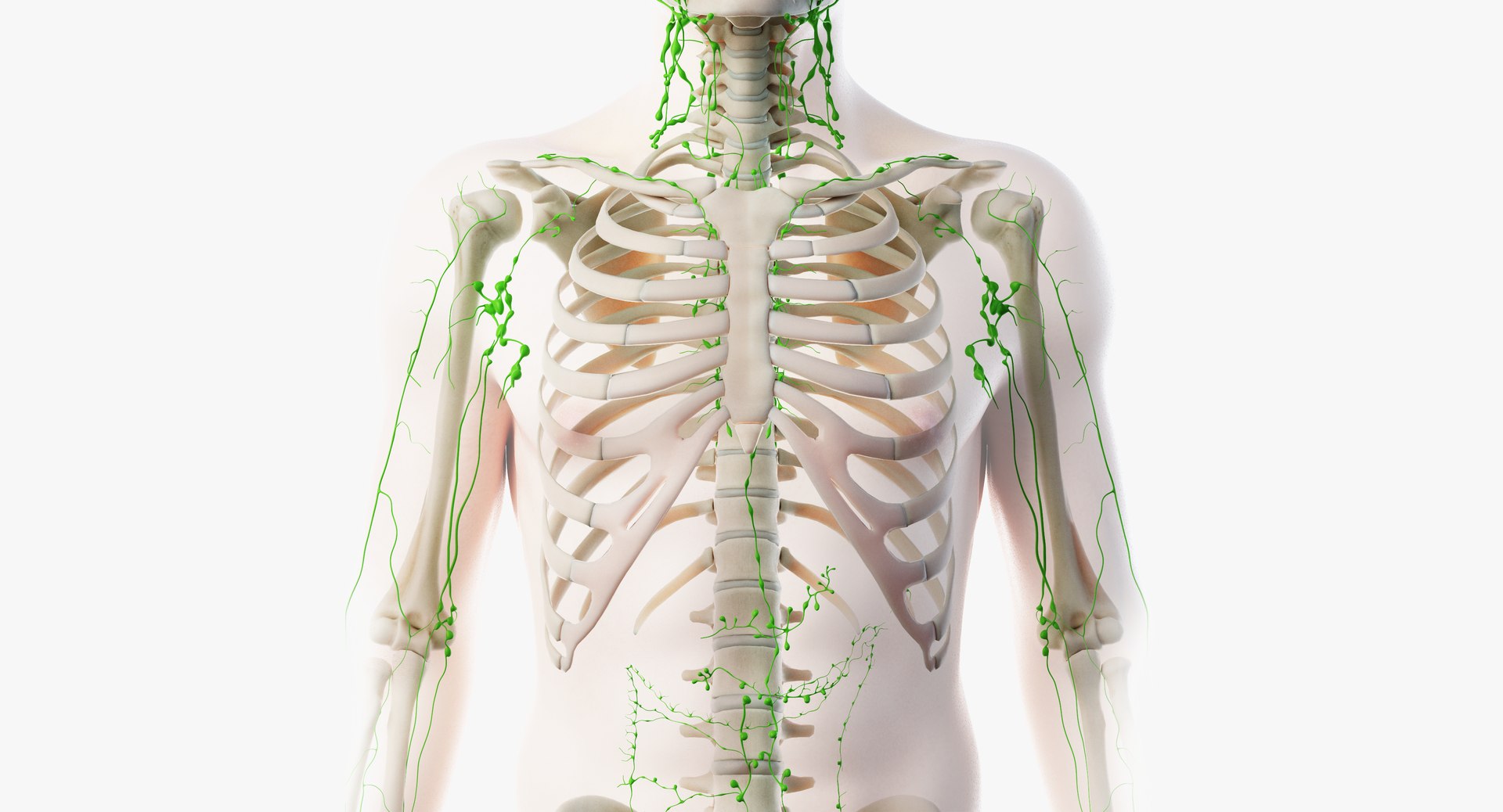 male anatomy blender rigged model https://p.turbosquid.com/ts-thumb/C7/ruzxNj/mUywhd46/lymphatic03/png/1580217338/1920x1080/fit_q87/4defe27984fde0de27572f59057be0ab20ad709e/lymphatic03.jpg
