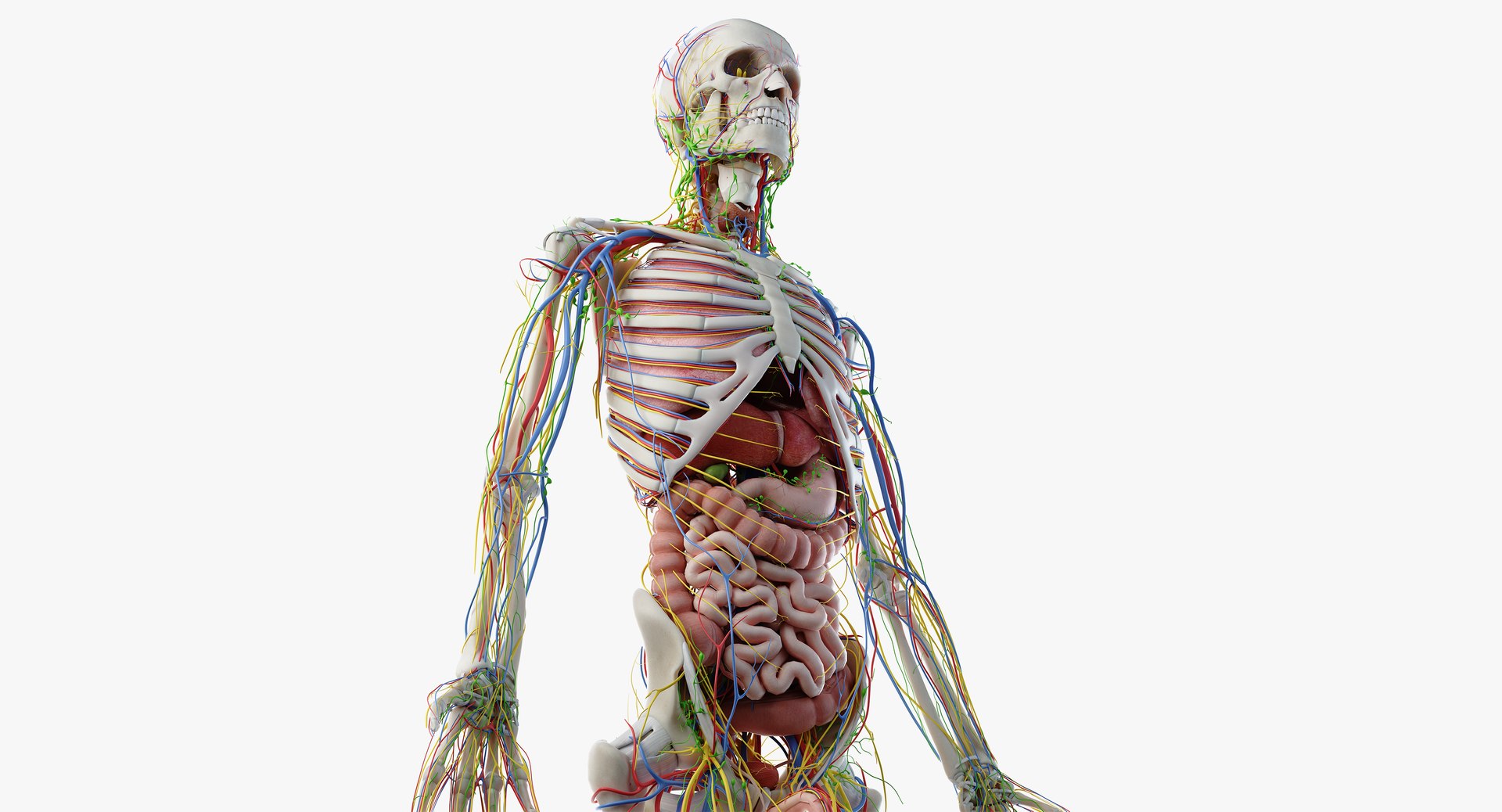 male anatomy blender rigged model https://p.turbosquid.com/ts-thumb/C7/ruzxNj/rm5uBRR0/anatomy_all_b00/png/1580216700/1920x1080/fit_q87/7f6ef03dd5c12c3e69ca64b11e58db3d5103729b/anatomy_all_b00.jpg