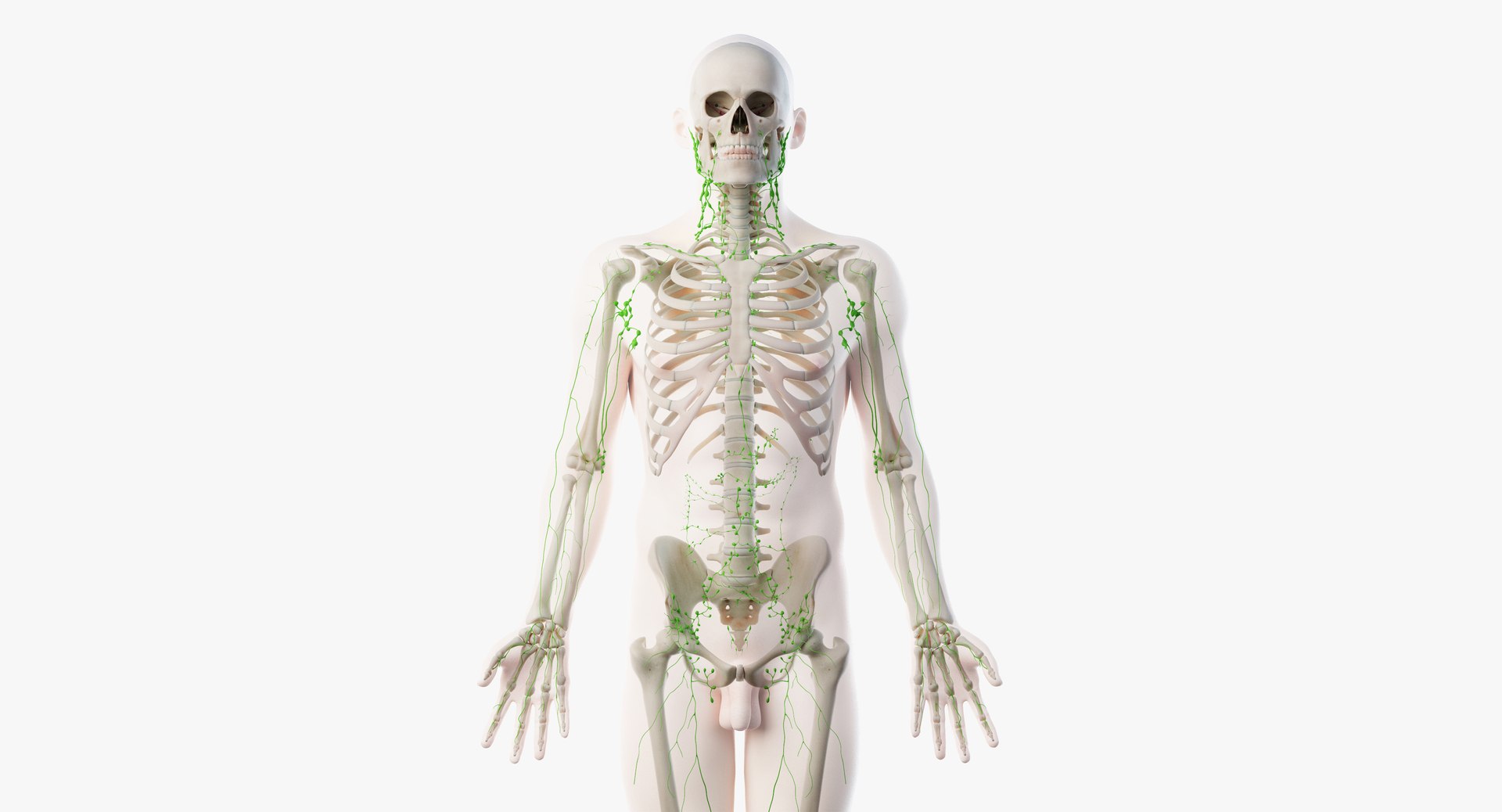 male anatomy blender rigged model https://p.turbosquid.com/ts-thumb/C7/ruzxNj/t340z36R/lymphatic02/jpg/1580217338/1920x1080/fit_q87/273743ba454397f72f1ecbb7902c2aa40b2f35f5/lymphatic02.jpg