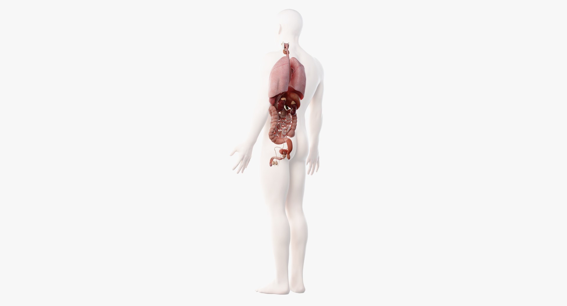 male anatomy blender rigged model https://p.turbosquid.com/ts-thumb/C7/ruzxNj/tVfa8pMD/organs06/png/1580217548/1920x1080/fit_q87/3ac0fda2f98de3496799f8c6915768a9fb4afa74/organs06.jpg