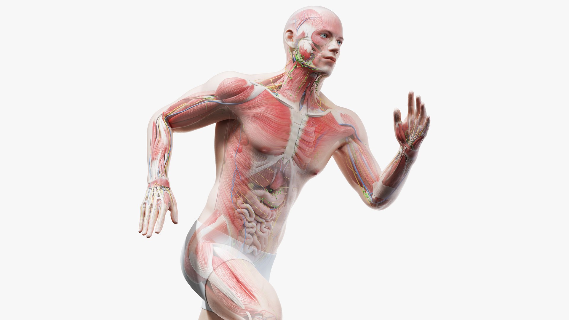 male anatomy blender rigged model https://p.turbosquid.com/ts-thumb/C7/ruzxNj/vC/white_male_rigged_cinema/jpg/1641314812/1920x1080/fit_q87/3ddf41bdc8e61c1dd82541e4e93a78b68aa6d3c4/white_male_rigged_cinema.jpg