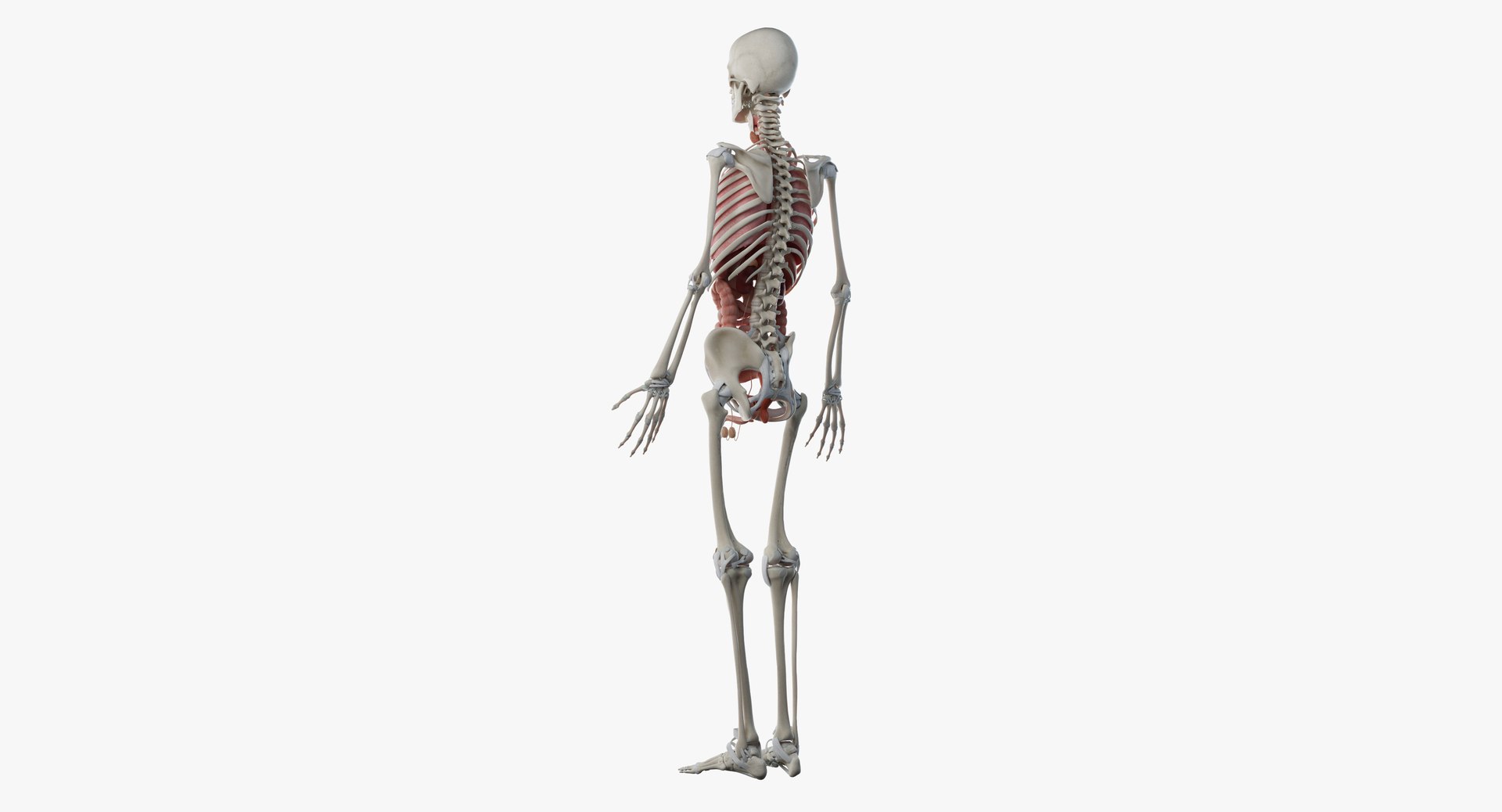 male anatomy blender rigged model https://p.turbosquid.com/ts-thumb/C7/ruzxNj/yBBar3Io/male_anatomy_skel_org0006/jpg/1580217487/1920x1080/fit_q87/e59d354442d3b5617a6bcc9034b102ef41dbe0f7/male_anatomy_skel_org0006.jpg