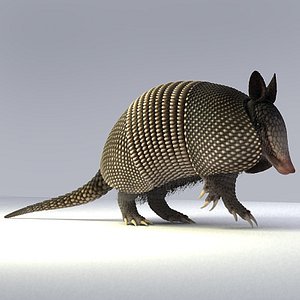armadillo