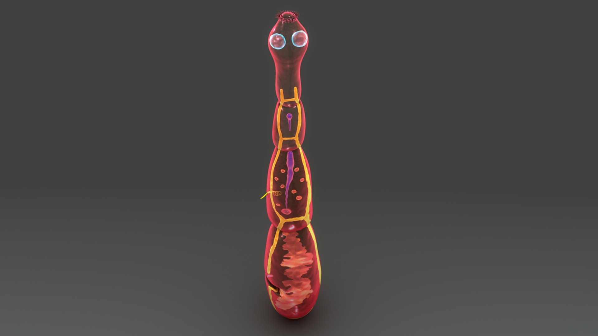 Echinococcus Granulosus 3d Model