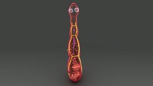 echinococcus granulosus 3d model