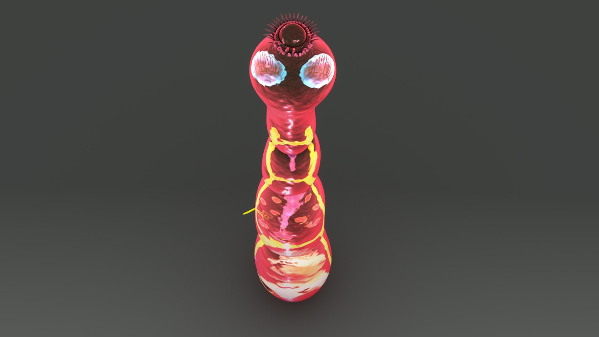 Echinococcus Granulosus 3d Model