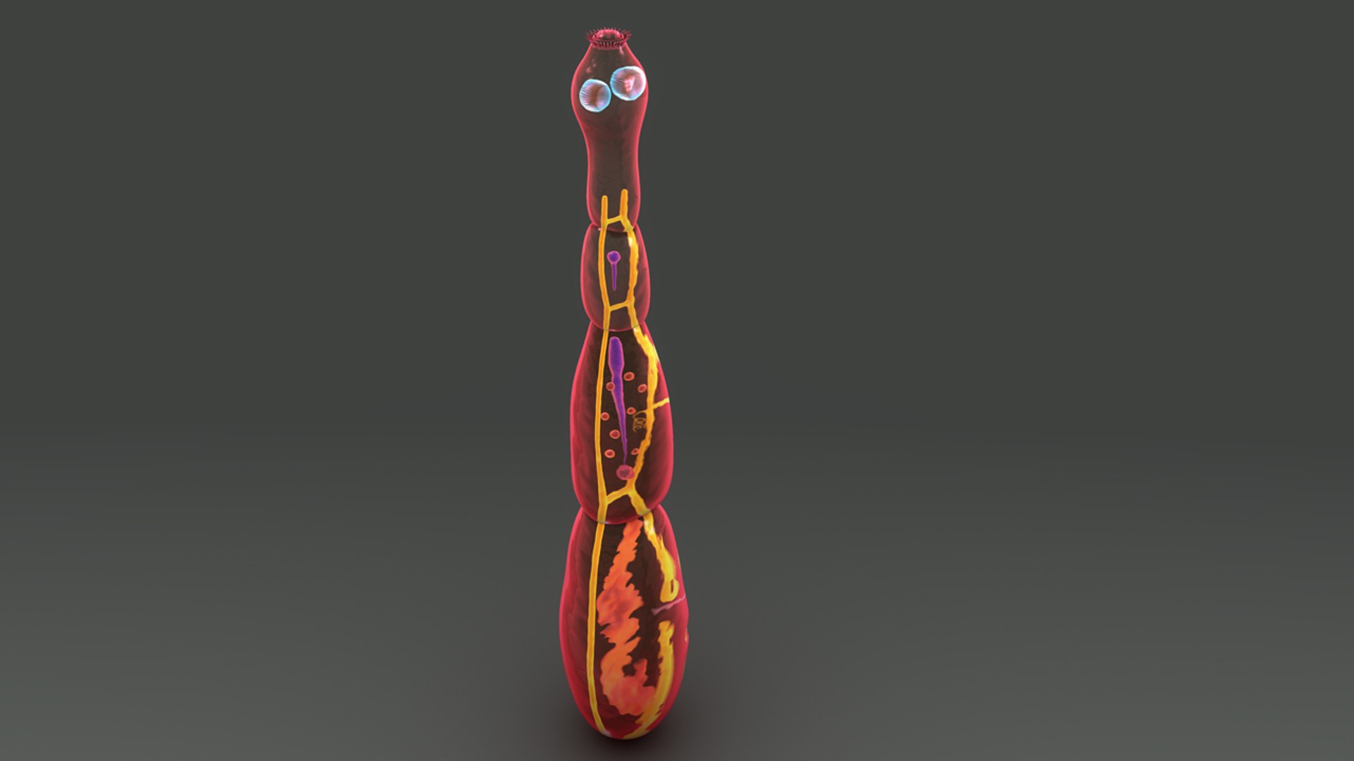 Echinococcus Granulosus 3d Model