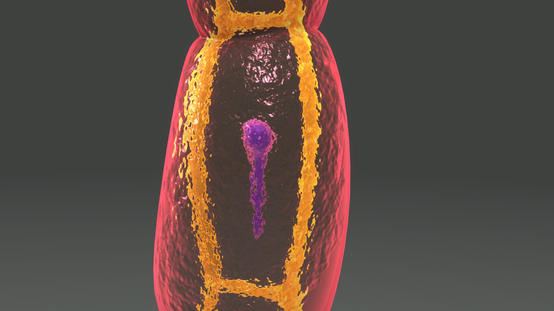 Echinococcus Granulosus 3d Model