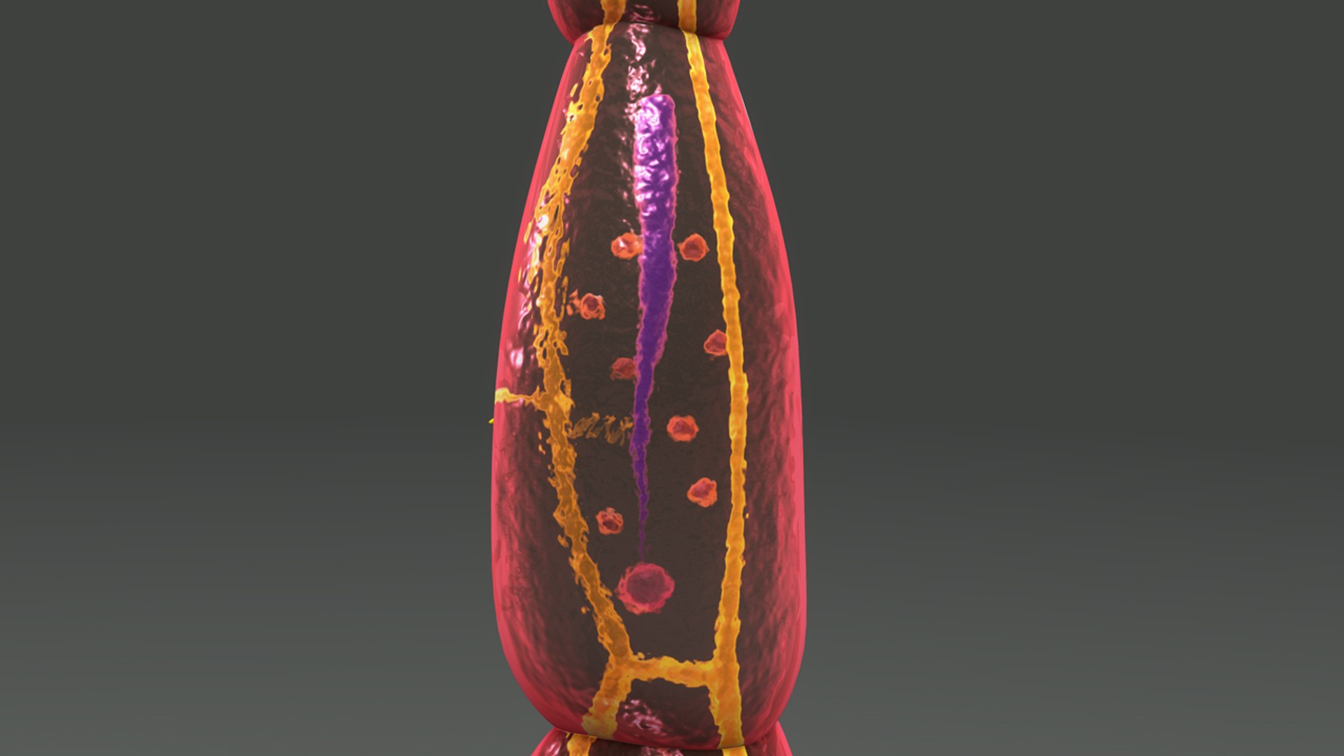 Echinococcus Granulosus 3d Model