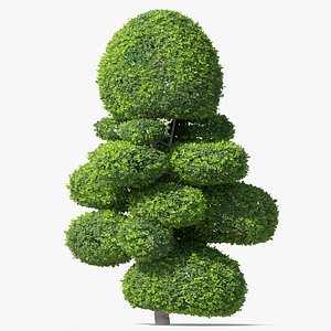 Topiary ficus 04