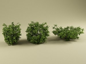 3d model bush modelled