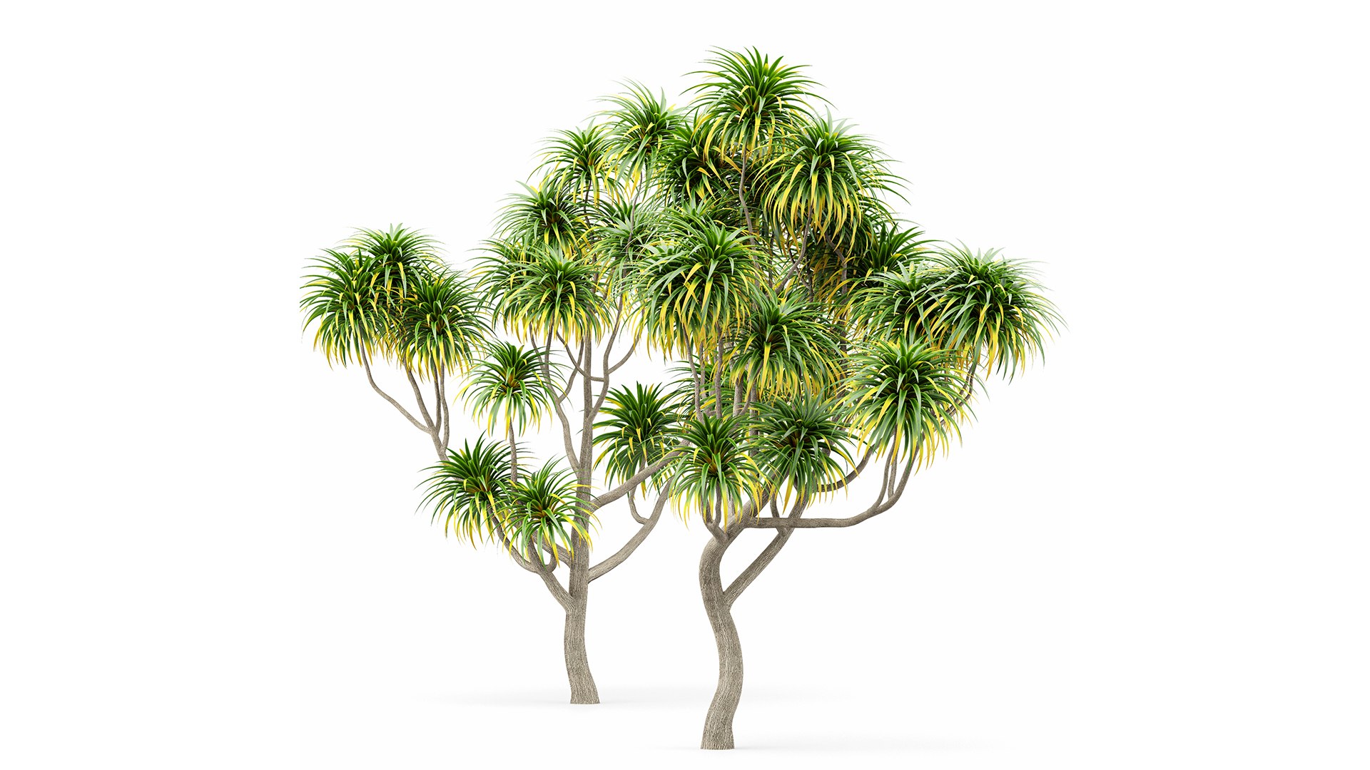 3D model Cabbage Palm Tangihua Northland 5 Trees https://p.turbosquid.com/ts-thumb/C8/LjQJbx/Ji/z02/png/1718800576/1920x1080/fit_q87/07b4ed1f135474c6d01f3d59a12929560f3b7106/z02.jpg