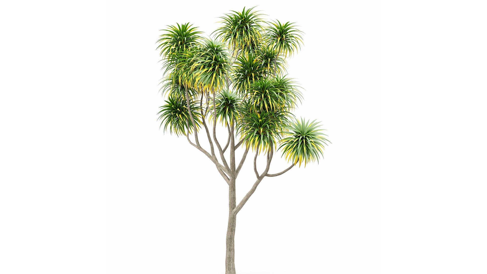 3D model Cabbage Palm Tangihua Northland 5 Trees https://p.turbosquid.com/ts-thumb/C8/LjQJbx/Kf/z01/png/1718800575/1920x1080/fit_q87/d6774d7ce38d27104b5d0923f5a000b831a411b3/z01.jpg