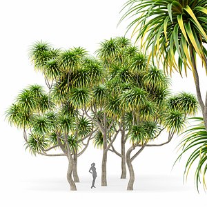3D model Cabbage Palm Tangihua Northland 5 Trees
