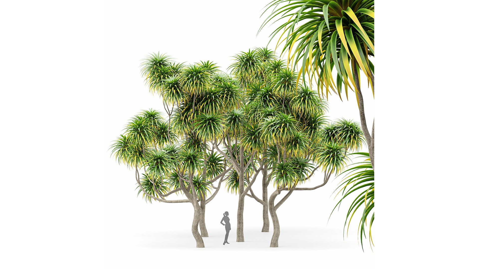 3D model Cabbage Palm Tangihua Northland 5 Trees https://p.turbosquid.com/ts-thumb/C8/LjQJbx/wy/z05/png/1718800579/1920x1080/fit_q87/532f44d33d9ae974d179c7595b8c443ba0a0fd0b/z05.jpg