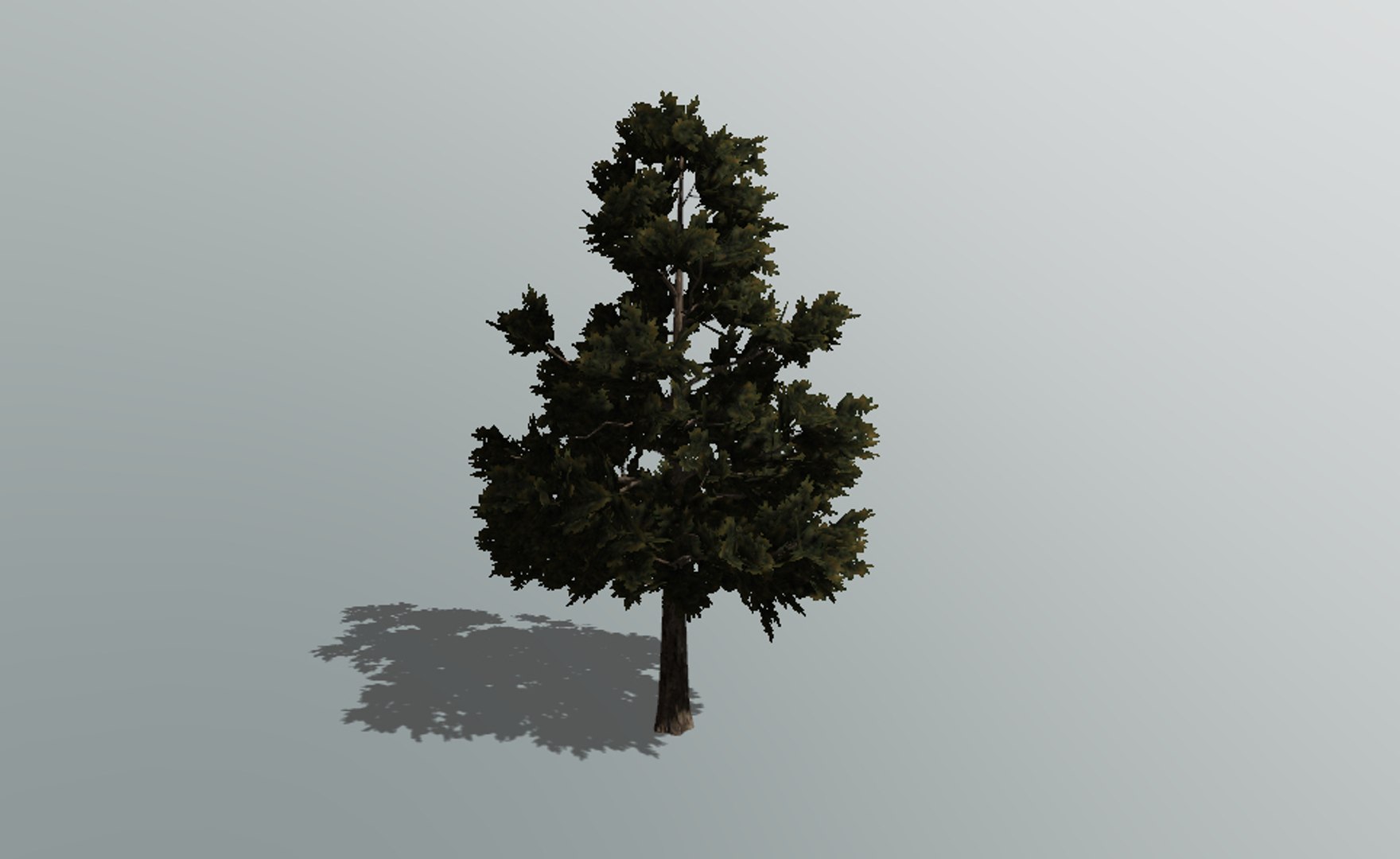 3D pine tree - TurboSquid 1281147