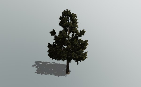 pinetree1pic21.jpg