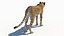 3D Cheetah