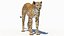 3D Cheetah