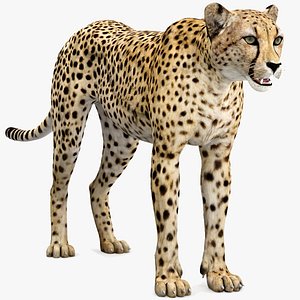 Cheetah 3D Model Realistic Fur