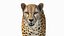 3D Cheetah