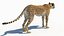 3D Cheetah