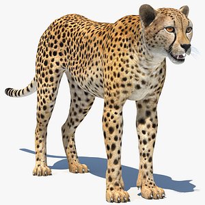 Cheetah 3D Model Realistic Fur