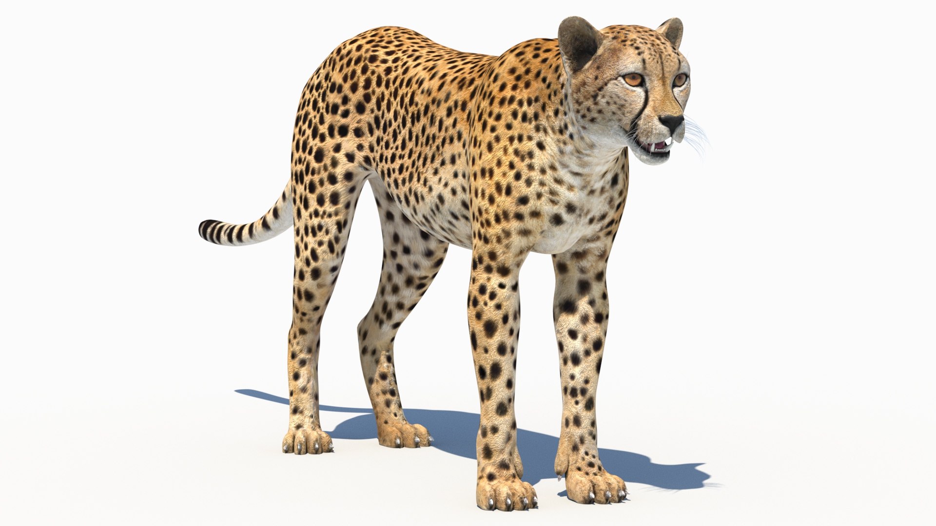 3D Cheetah https://p.turbosquid.com/ts-thumb/C8/moBGPW/hU/cheetah3dmodel02/jpg/1686331243/1920x1080/fit_q87/b0c3f71c62e8c1528509379f21073dcebe1b4c47/cheetah3dmodel02.jpg